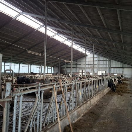 Molkwerum, vrij gelegen melkveebedrijf op 46 hectare kleigrond (verkocht onder voorbehoud).