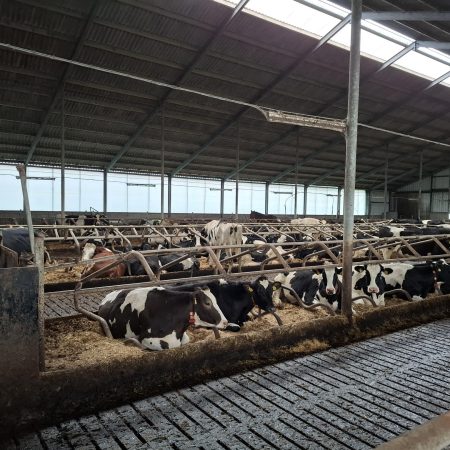 Molkwerum, vrij gelegen melkveebedrijf op 46 hectare kleigrond (verkocht onder voorbehoud).